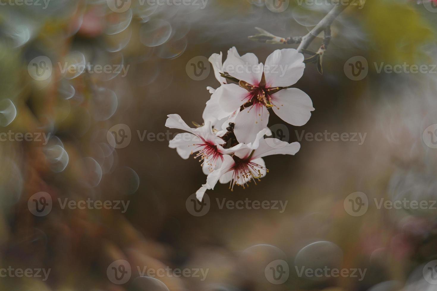 floreciente Fruta árbol con blanco flores en un soleado primavera día foto