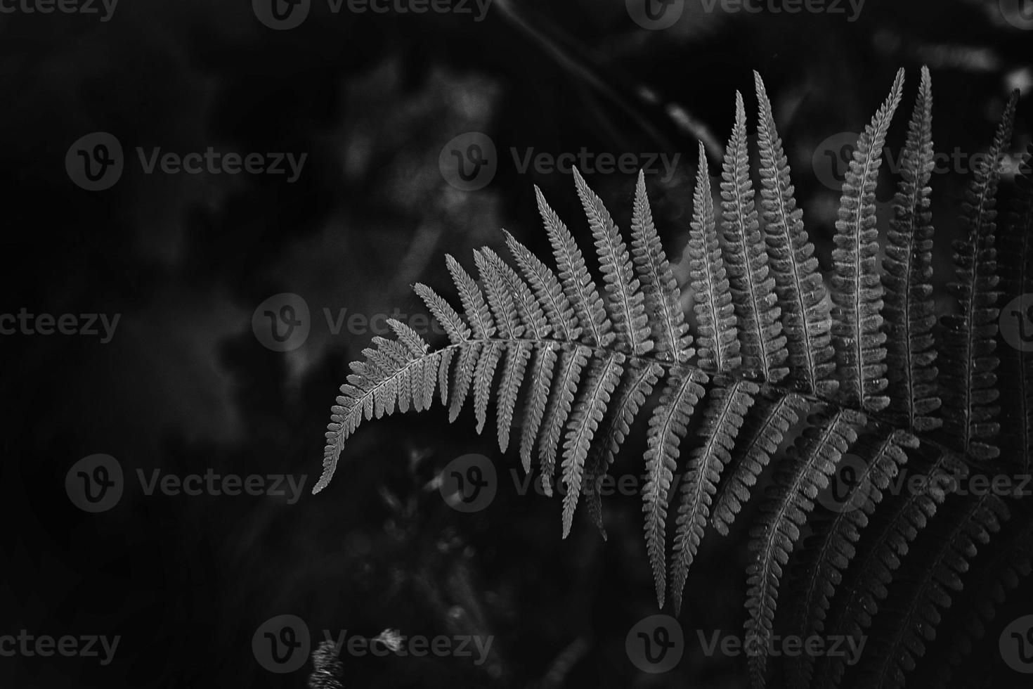 original green fern leaves on a dark background in the forest on a summer day photo