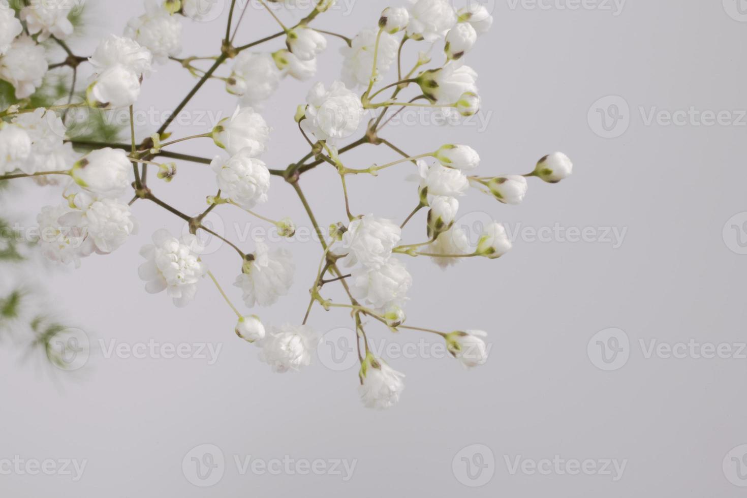 white small flower on a branch on a light background photo