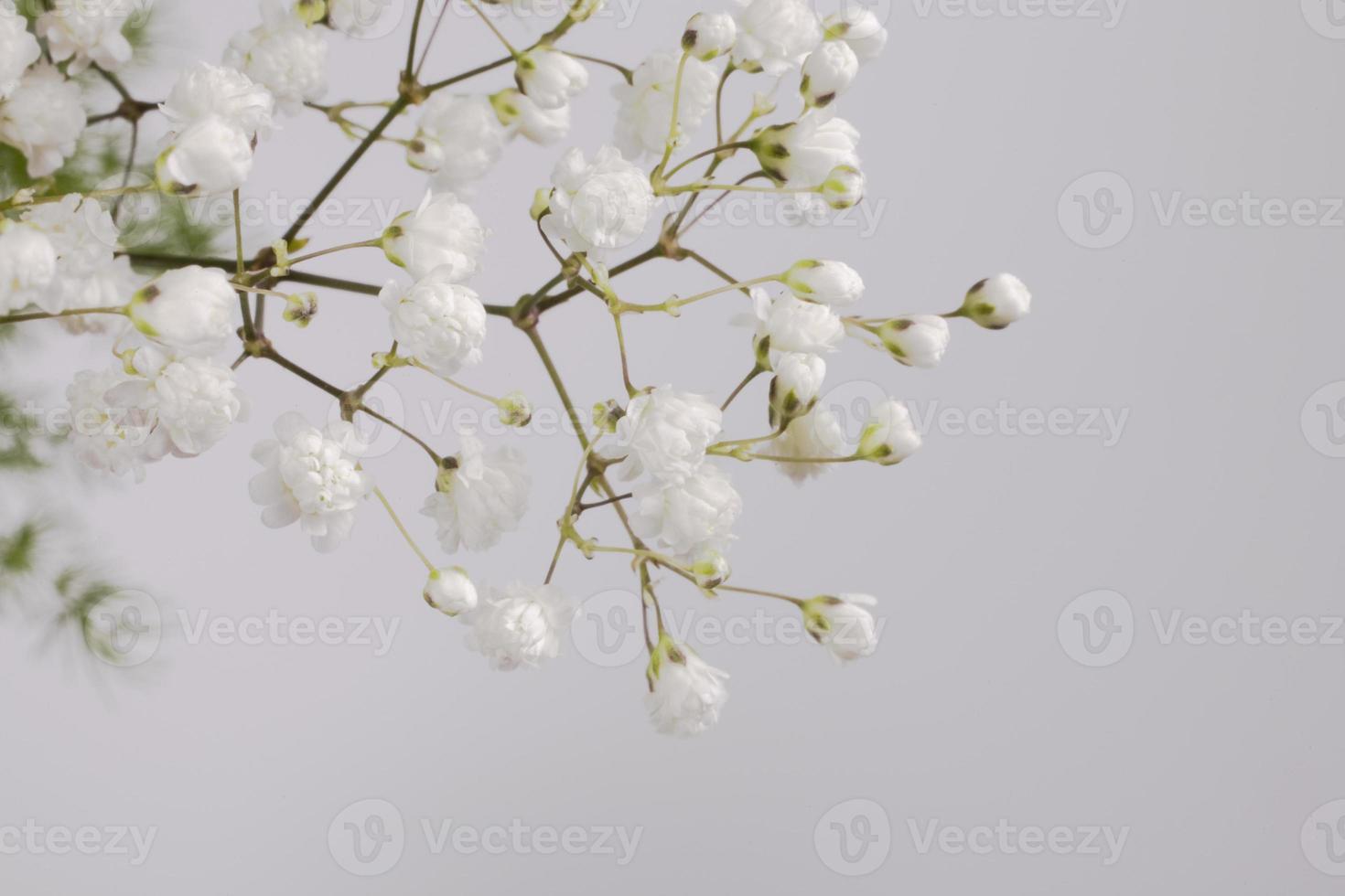 blanco pequeño flor en un rama en un ligero antecedentes foto