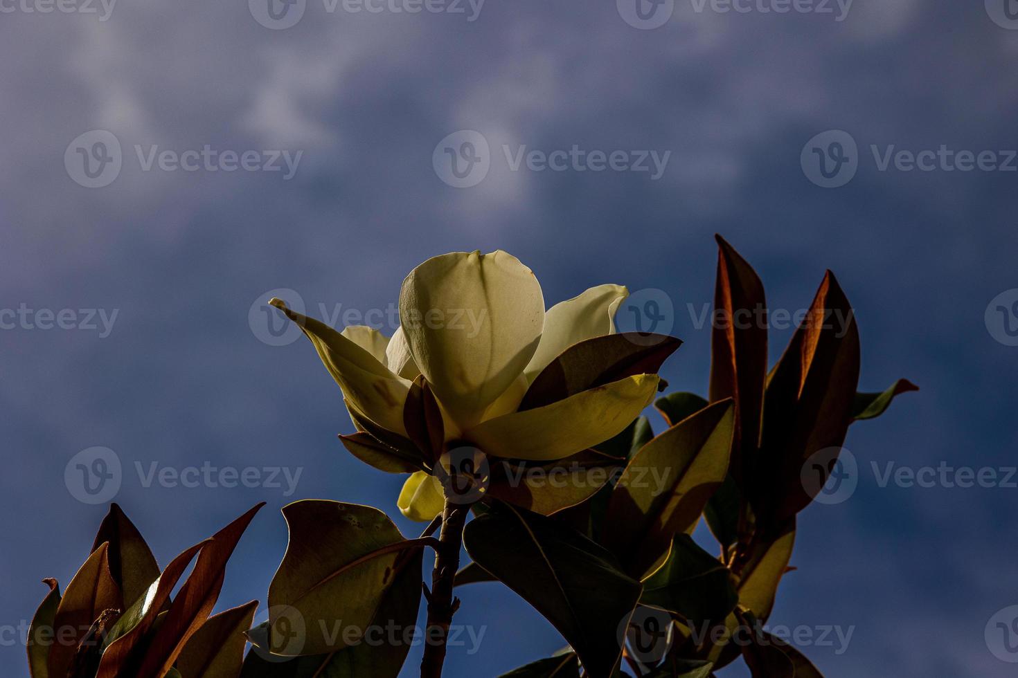 large white magnolia against a background of dark green leaves on a tree in spring day photo