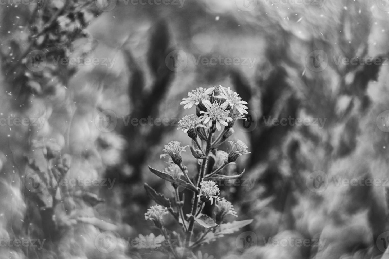 beautiful little delicate autumn flowers in the garden on a background with bokeh photo