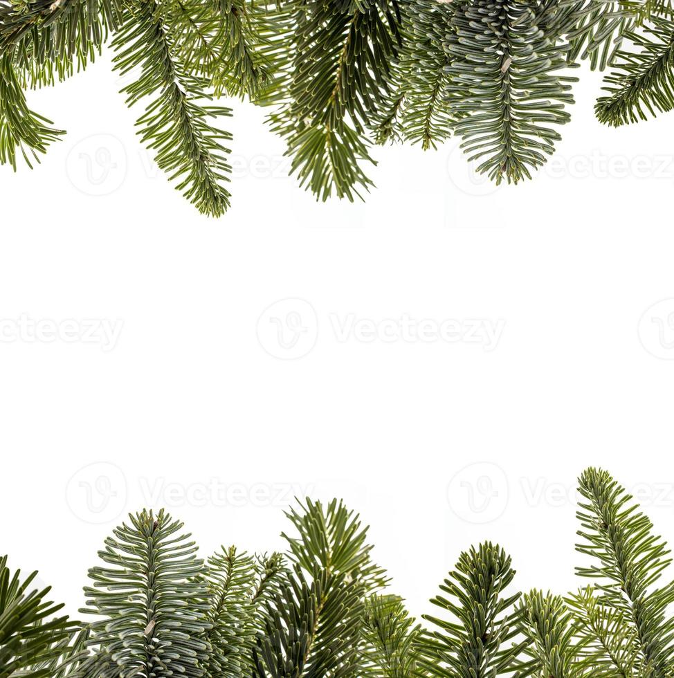 green natural pine branches of a christmas tree on a white background close-up photo