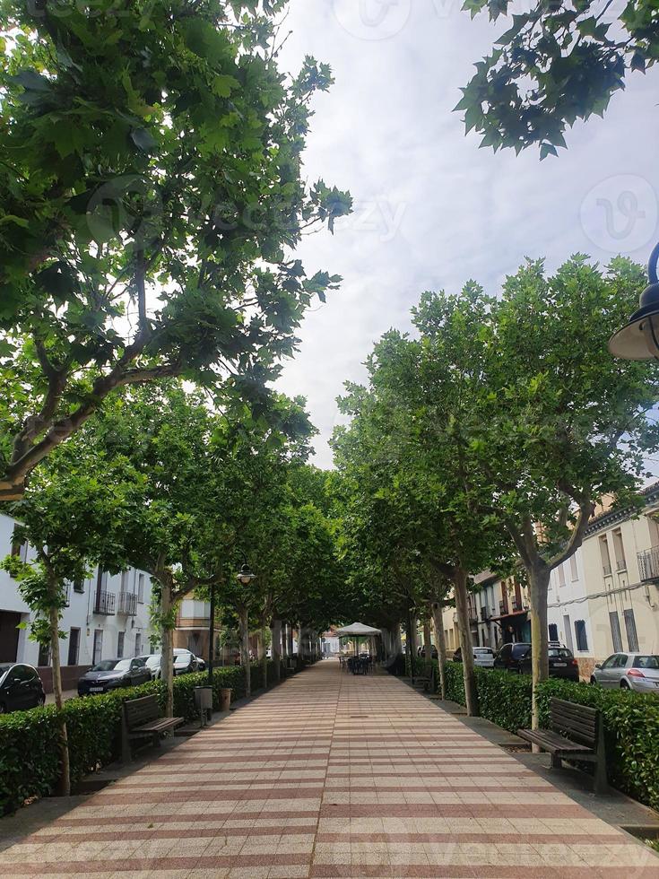 alley with green trees on a summer day and a cafe in a spanish town photo