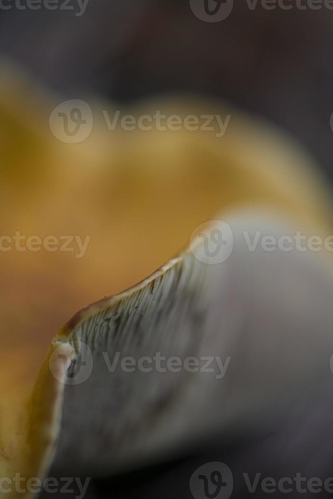 background with brown forest mushroom in closeup photo