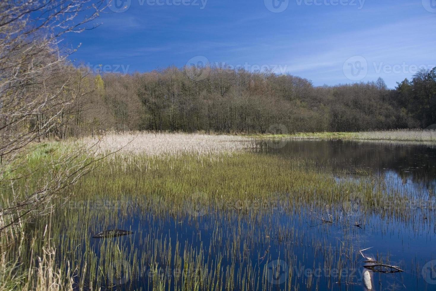 spring landscape with water and trees on a warm sunny  day photo