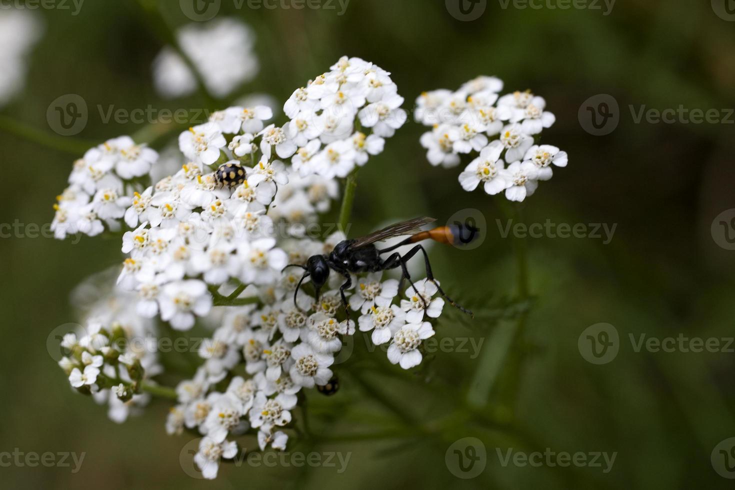 insects in close-up on a white summer flower in the meadow photo