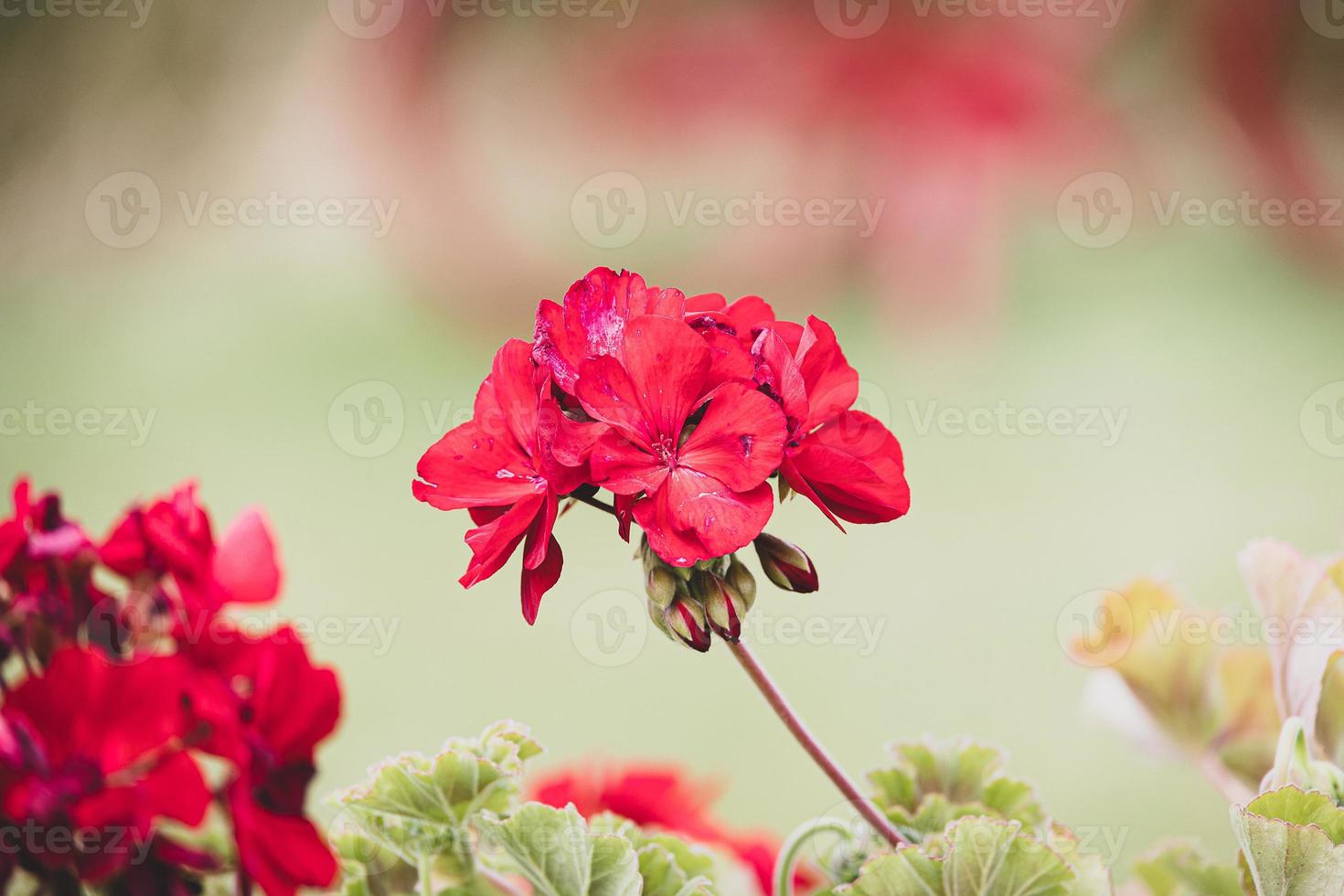 red geranium in close-up in the garden on a green background photo