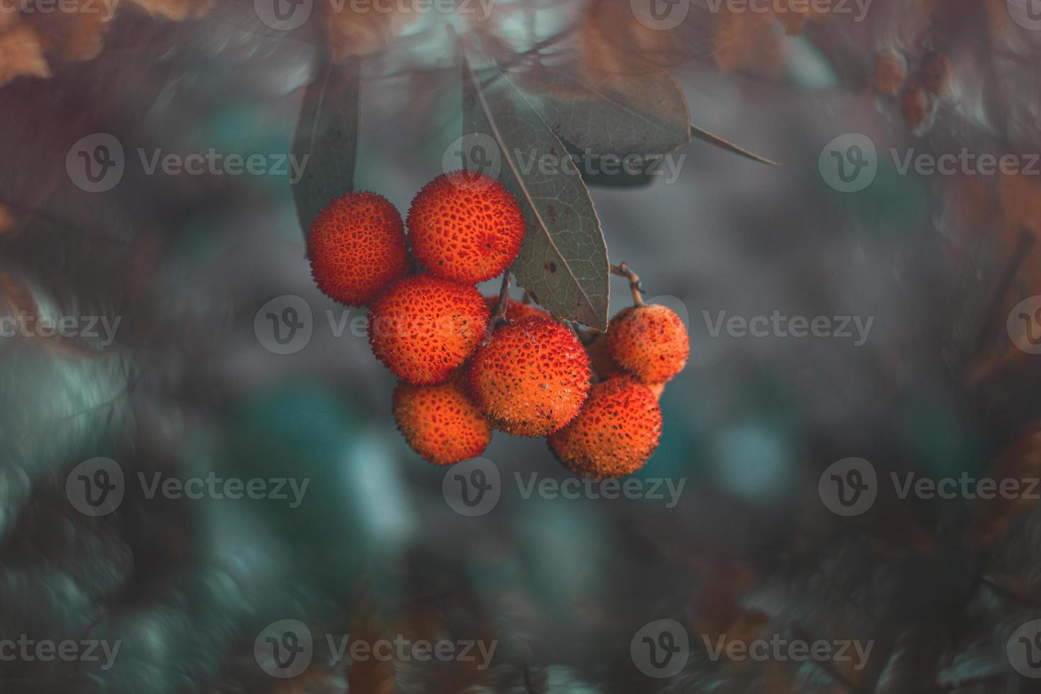 autumn fruit of a decorative tree on a background with bokeh photo