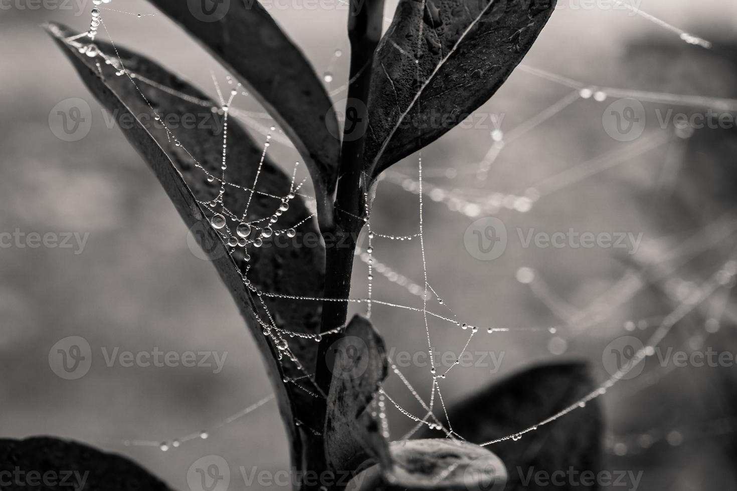 little delicate water drops on a spider web in close-up on a foggy day photo