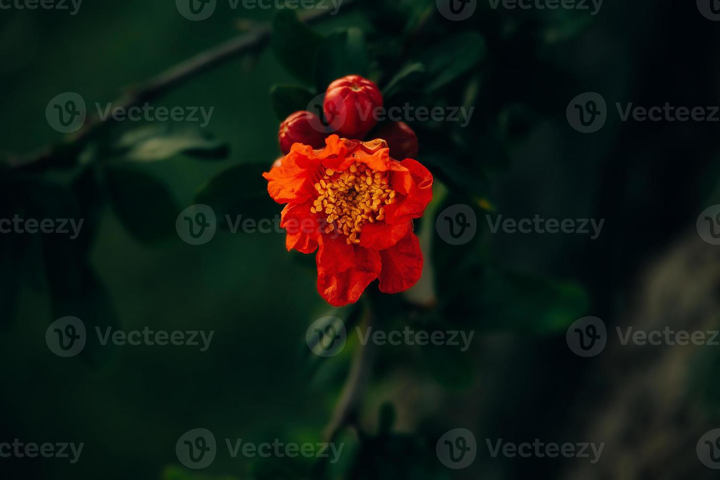 red pomegranate flower on a tree in the garden on a spring day against a green background photo