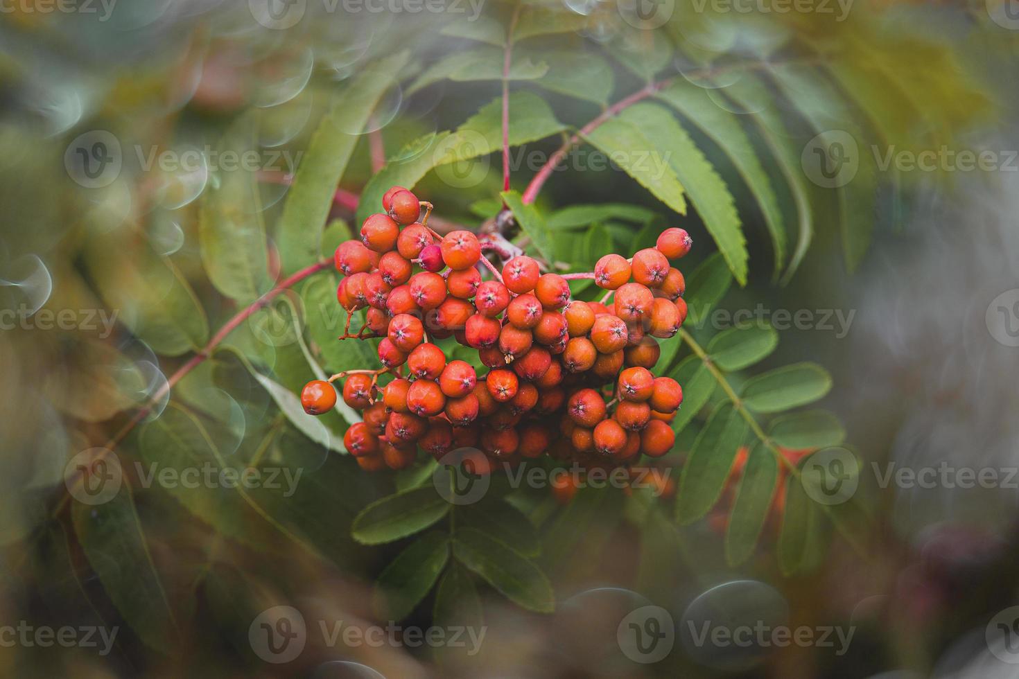 red rowan on a background of green leaves in close-up on a warm summer day with bokeh photo