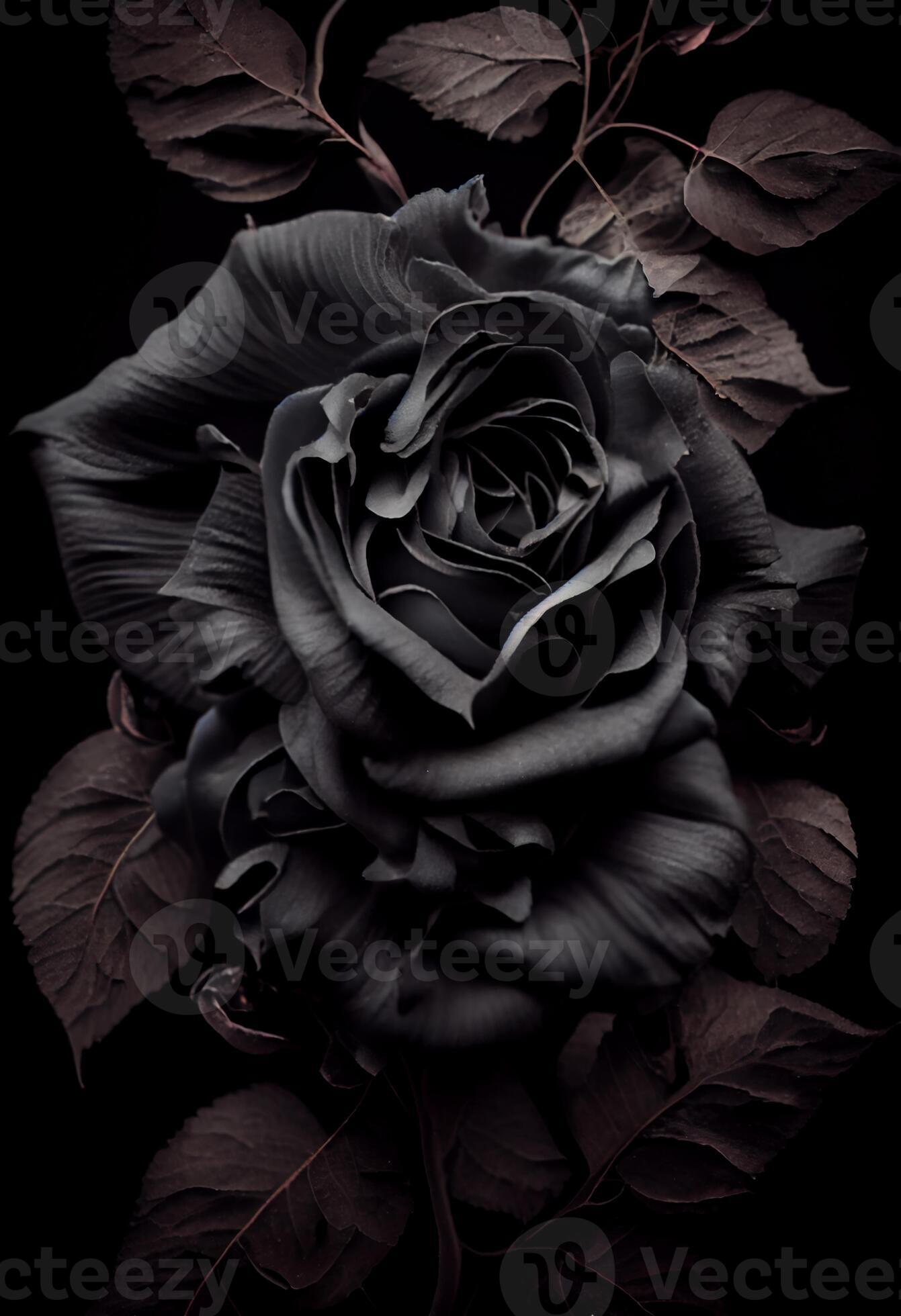 Black rose wallpaper stock photo Image of rose flower  109998698