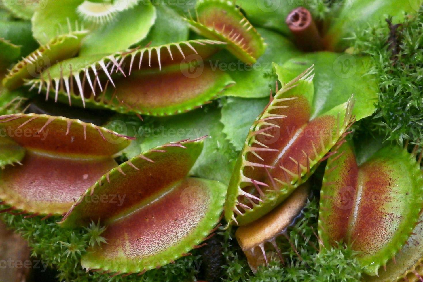 Close-up on a Venus flytrap photo