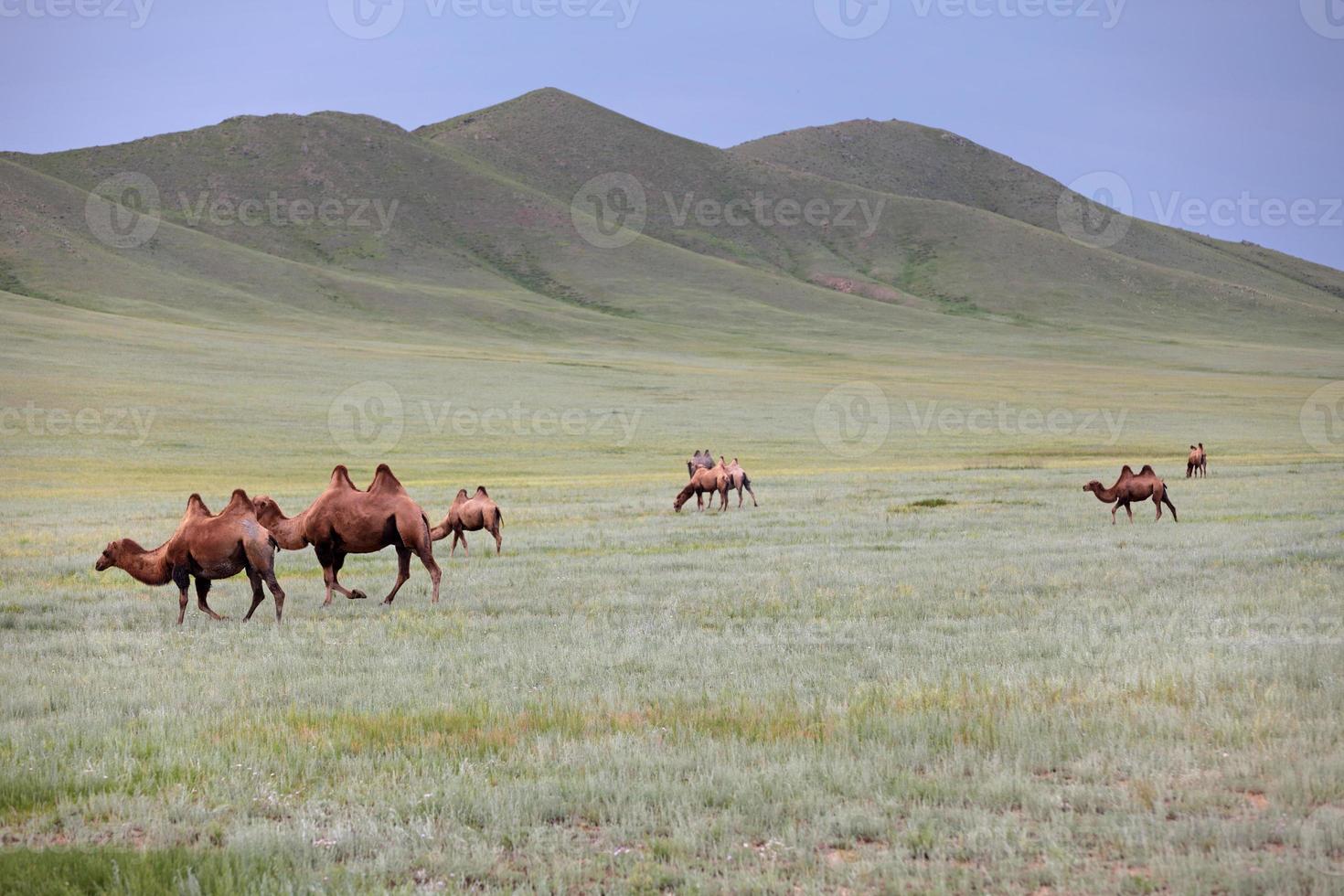 Herd of Bactrian camels roaming freely in the steppes photo