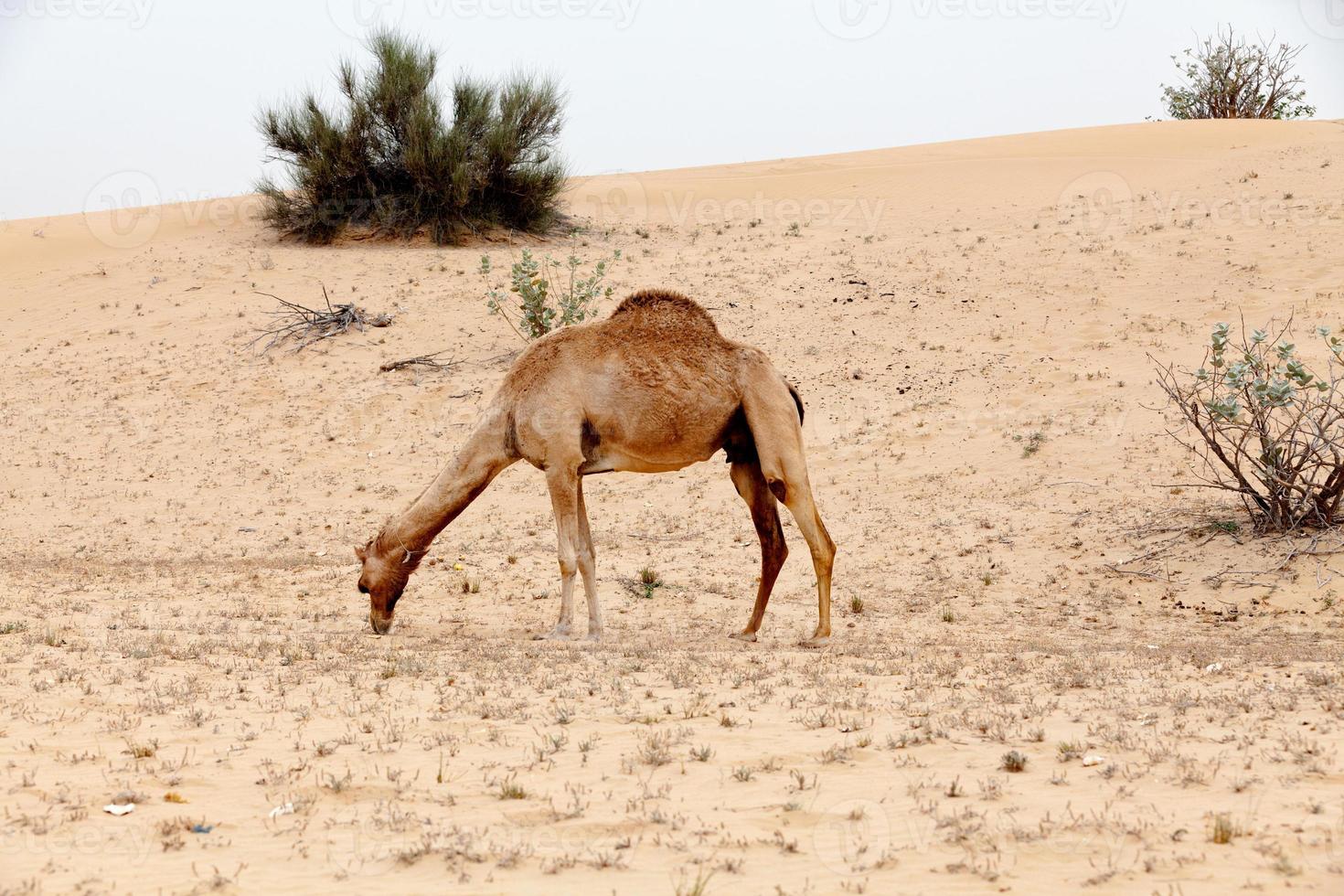 Camel eating grass in the Liwa desert photo