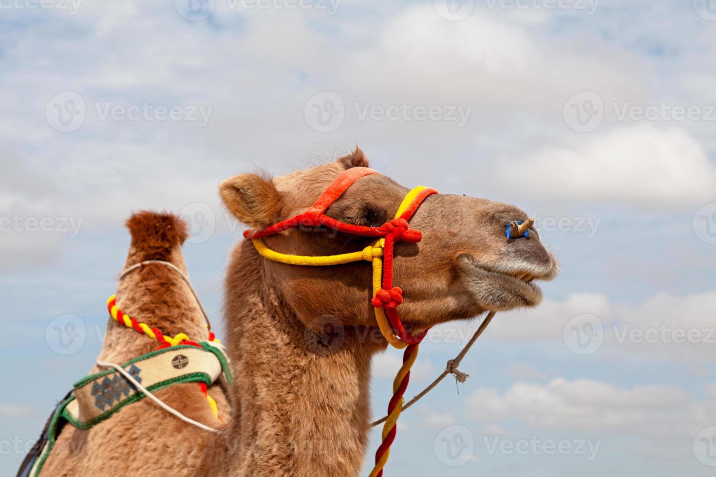 Portrait of Bactrian camel in the Mini Gobi photo