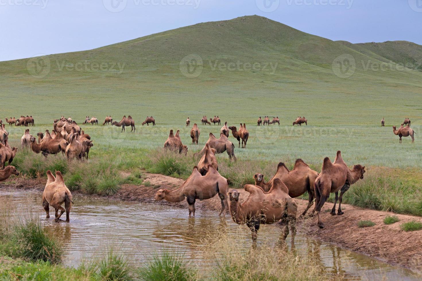 Herd of Bactrian camels drinking water in the steppes photo