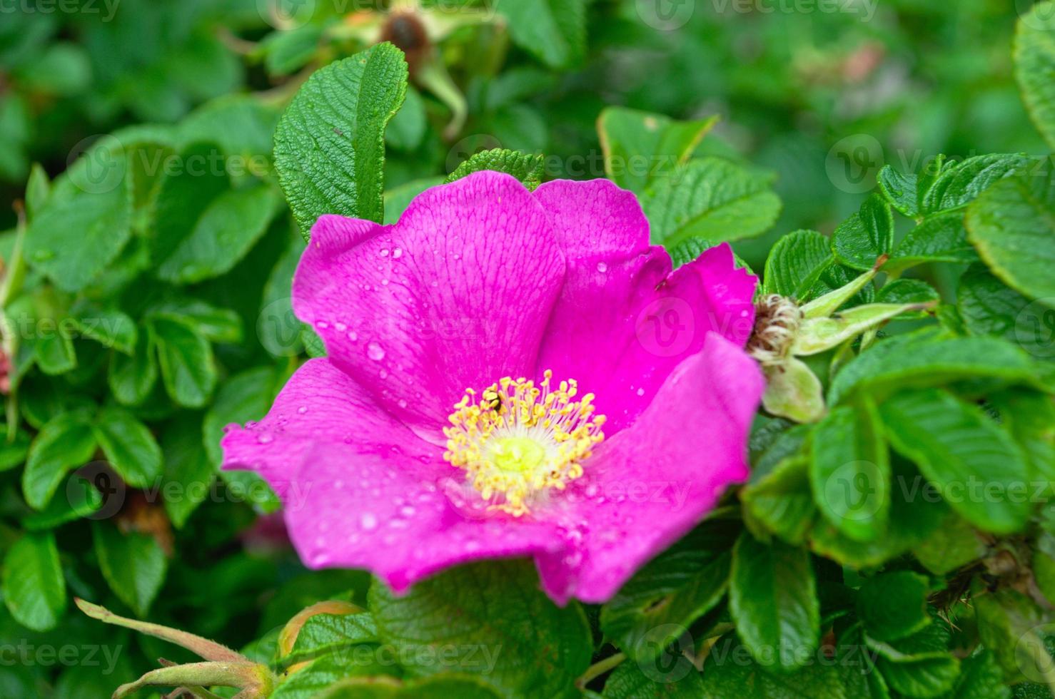 Wild rose in nature. Pink wild rose with green leaves on the branch. Nature picture. photo