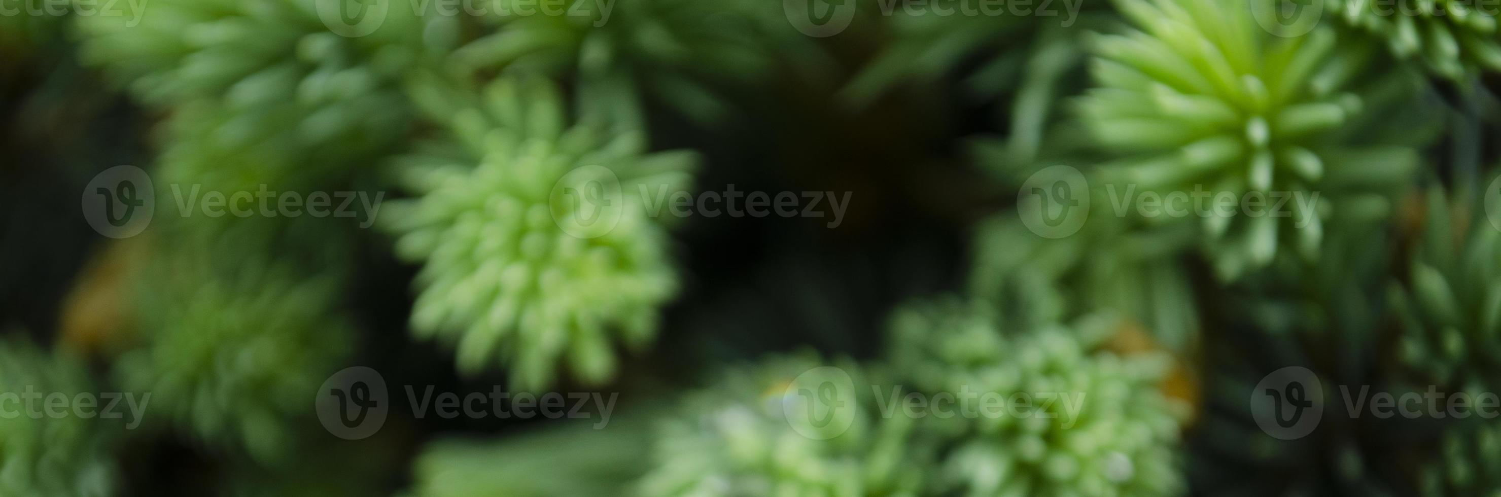 Selective focus nature picture. Closeup photo of green needle pine tree. Small pine cones and raindrop on the branches. Blurred pine needles in background