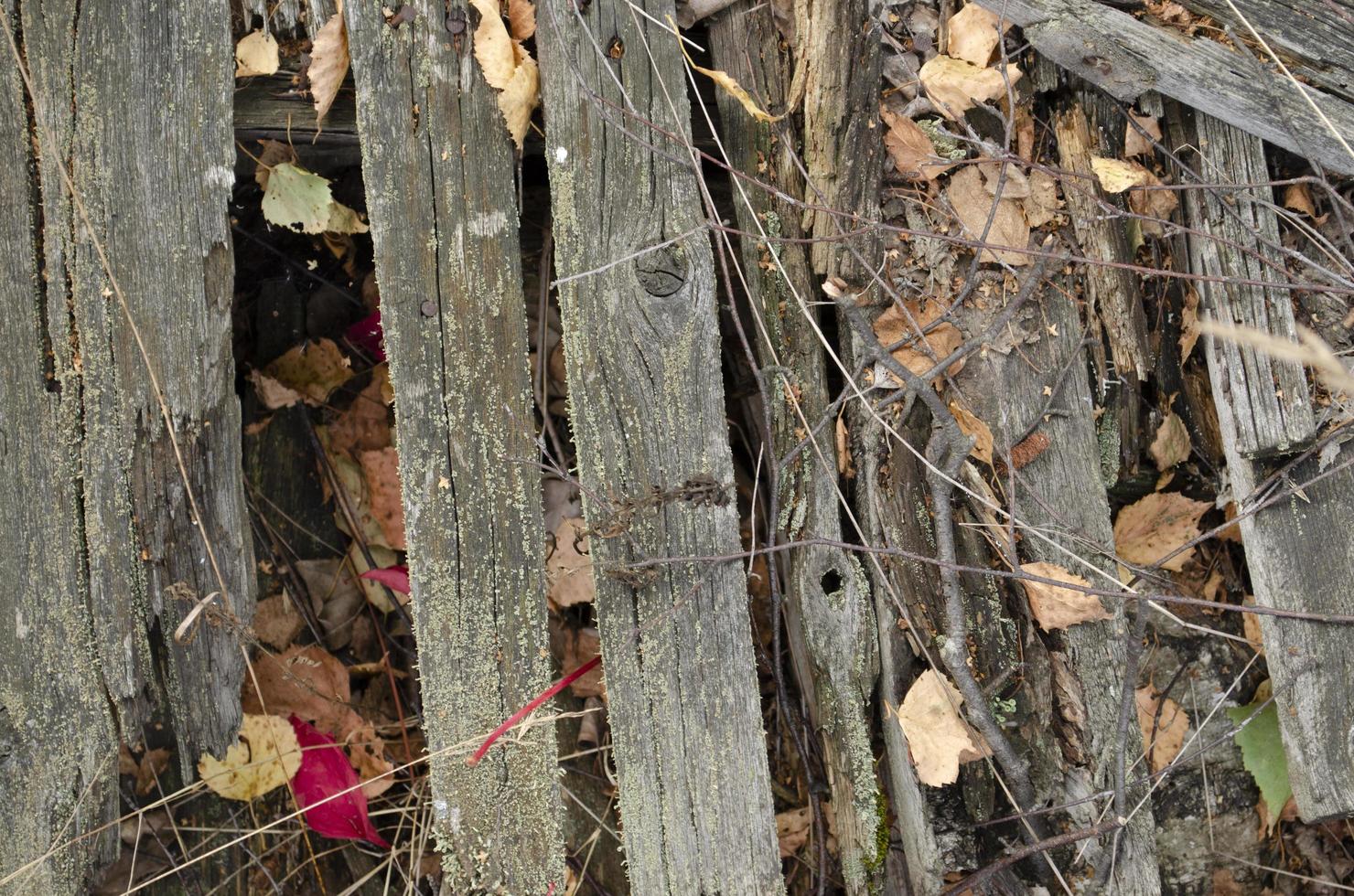 Old wooden planks with dry leaves. Soft focus nature background. Autumn picture. photo