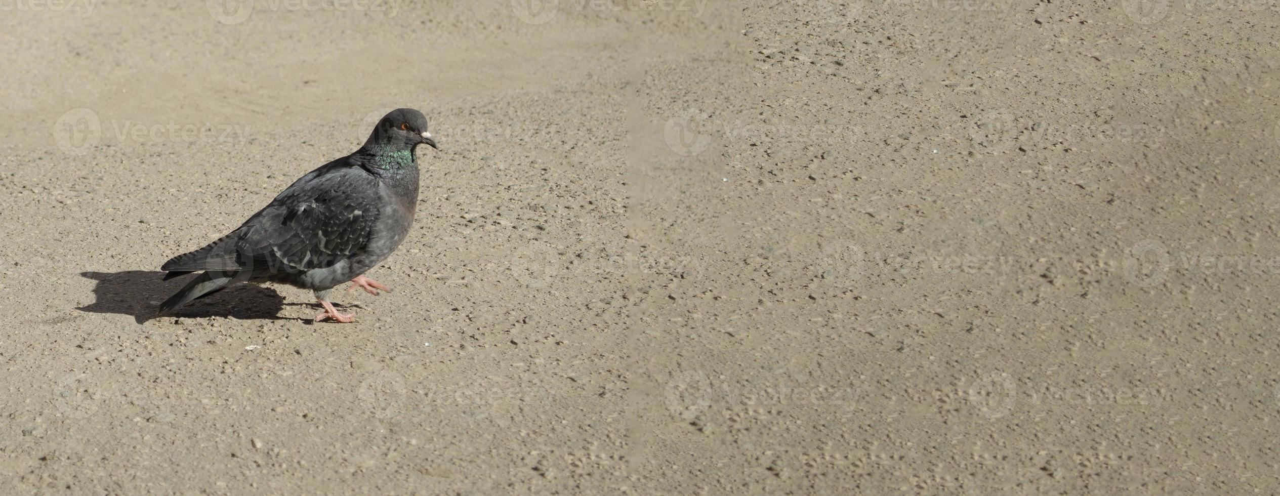 The bird walking on the street. Bird closeup photo