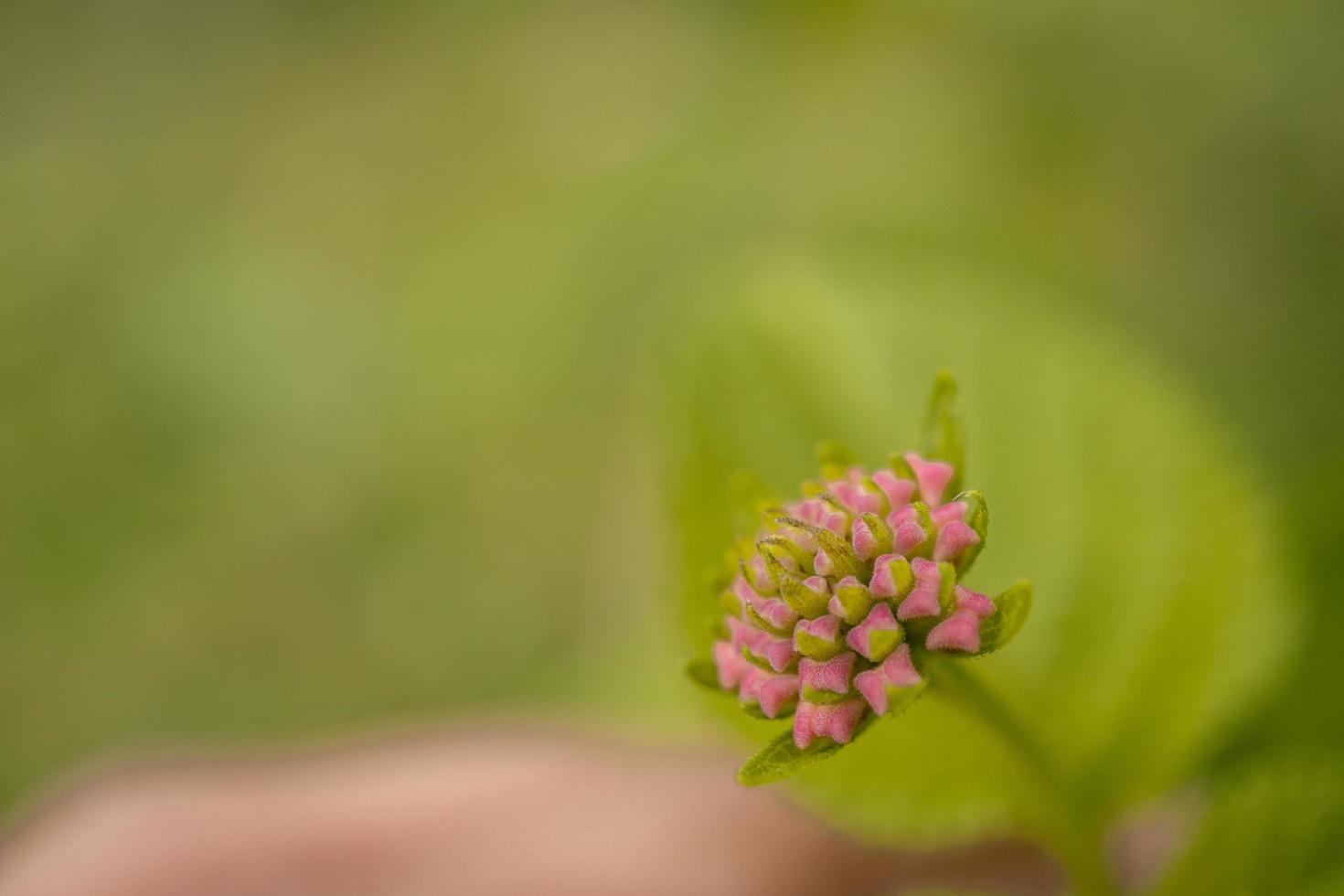 Macro photo of meadow flower white, pink yellow and violet color. The photo is suitable to use for nature flower background, poster and advertising.