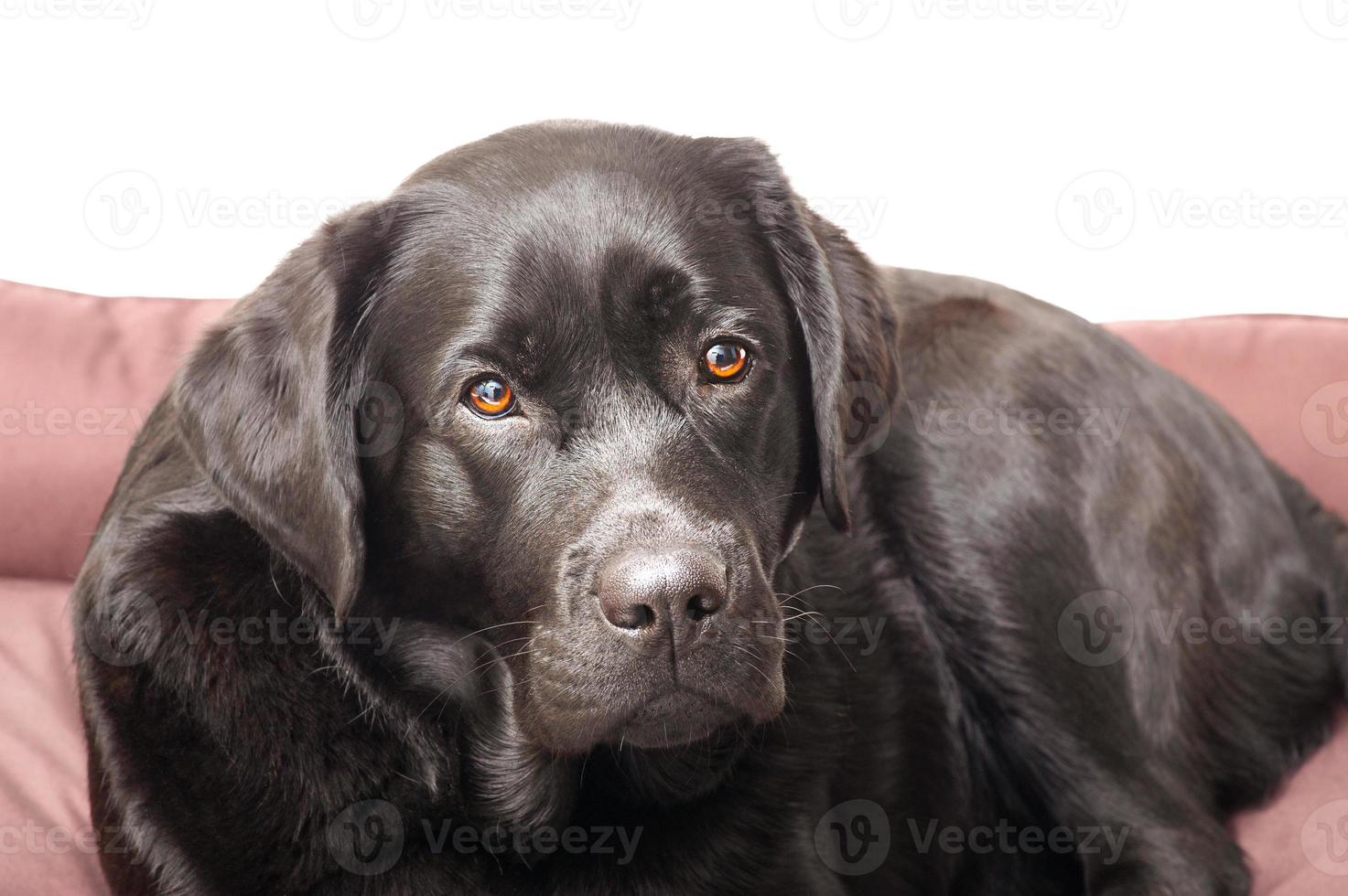 A dog of the Labrador retriever breed lies in its bed for dogs. Black dog isolate on a white. photo
