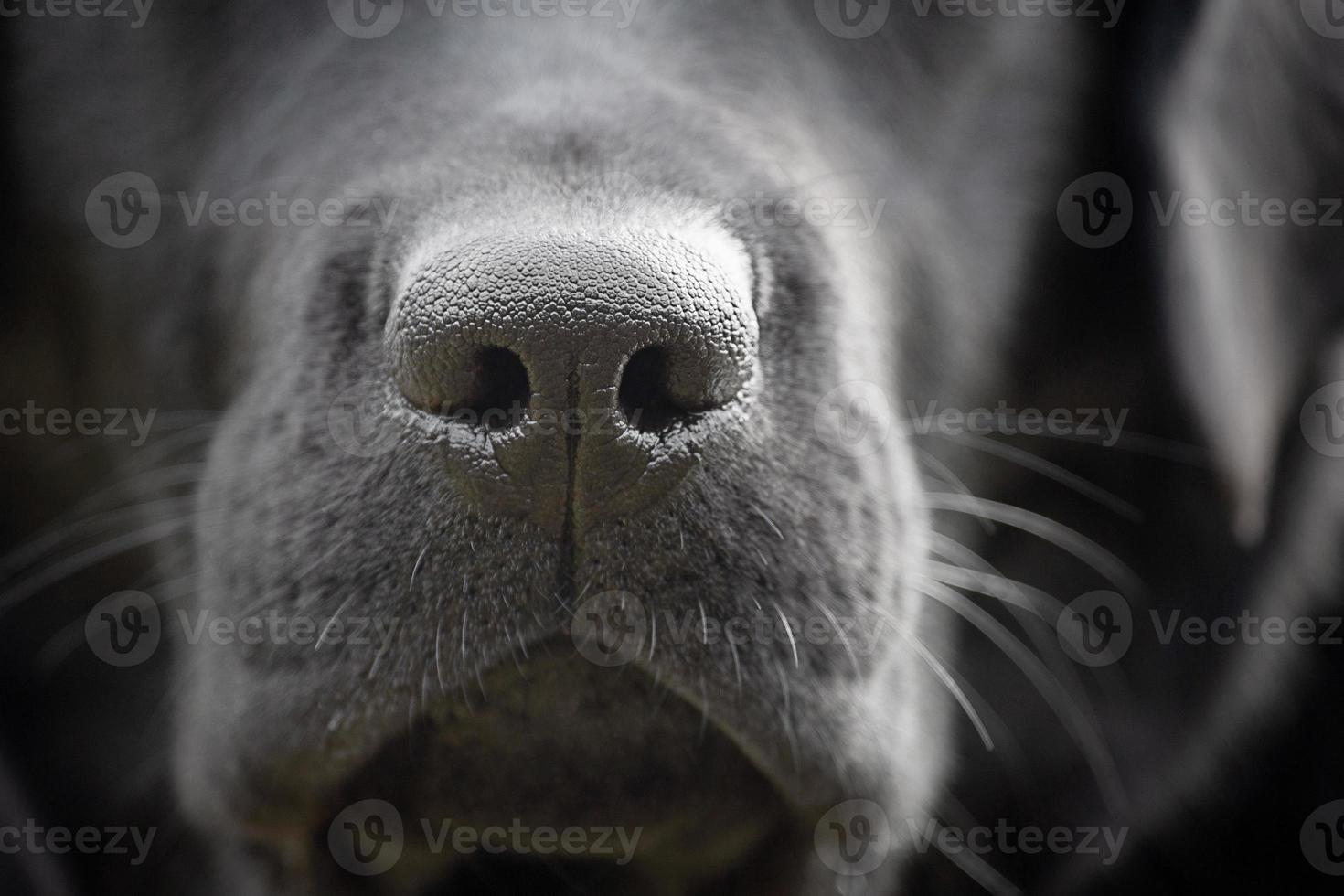 Close-up of the nose of a black labrador retriever dog. Macro photo of a dog's nose.