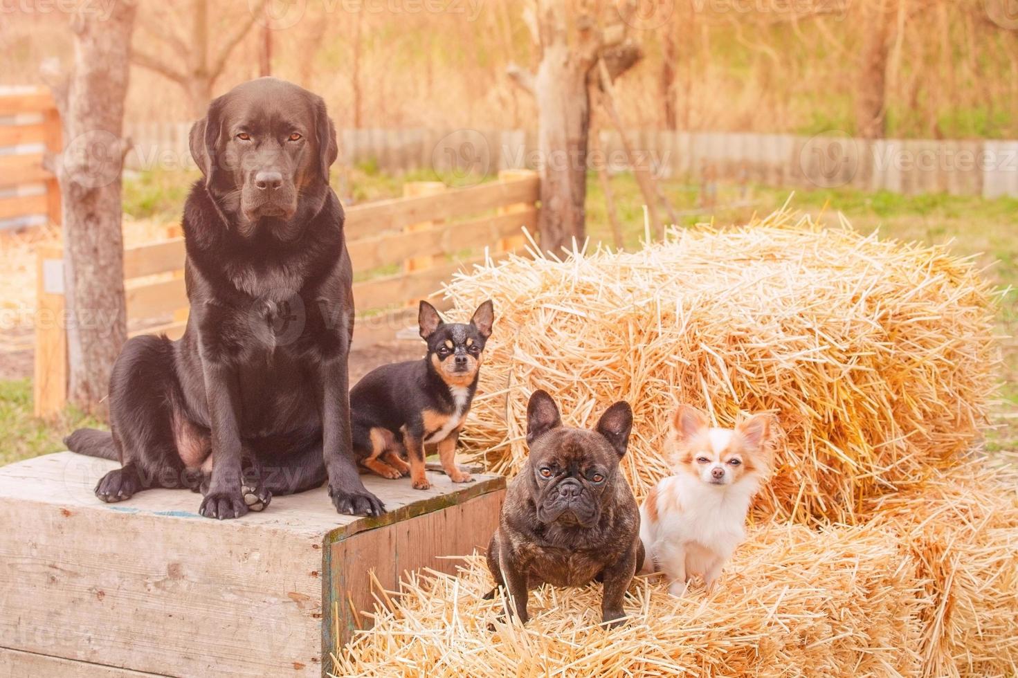 Four dogs on a sunny day. A Labrador Retriever, a French Bulldog and two Chihuahuas. photo