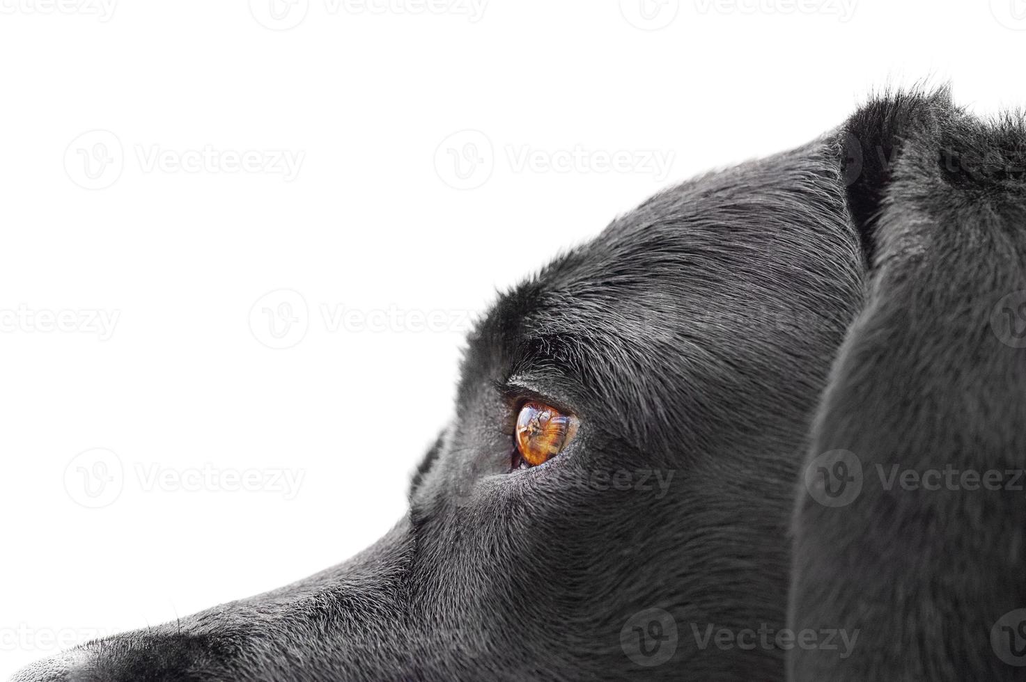 Macro photo of a black labrador dog isolated on a white background. Dog eyes, pet.