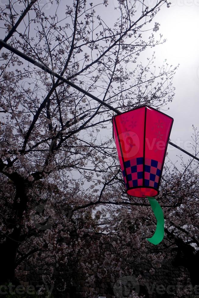 A red and blue kite is hanging in the air with the tree in the background. photo