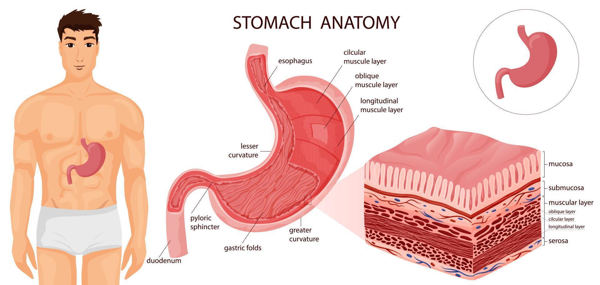 estómago con todas capas y humano cuerpo vector