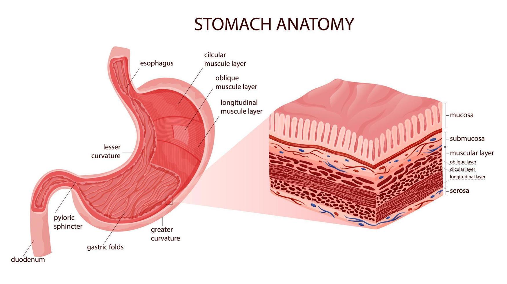 estómago anatomía educativo infografía incluso serosa y músculo capas estructura. vector