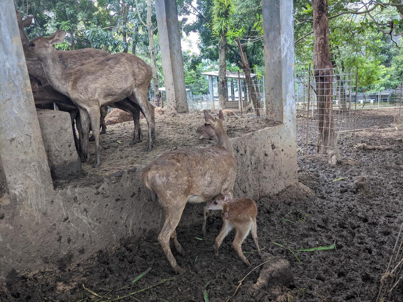 ciervo en el mini zoo parque, cuando alimentación césped y tomar agua. el foto es adecuado a utilizar para naturaleza animal fondo, zoo póster y publicidad.