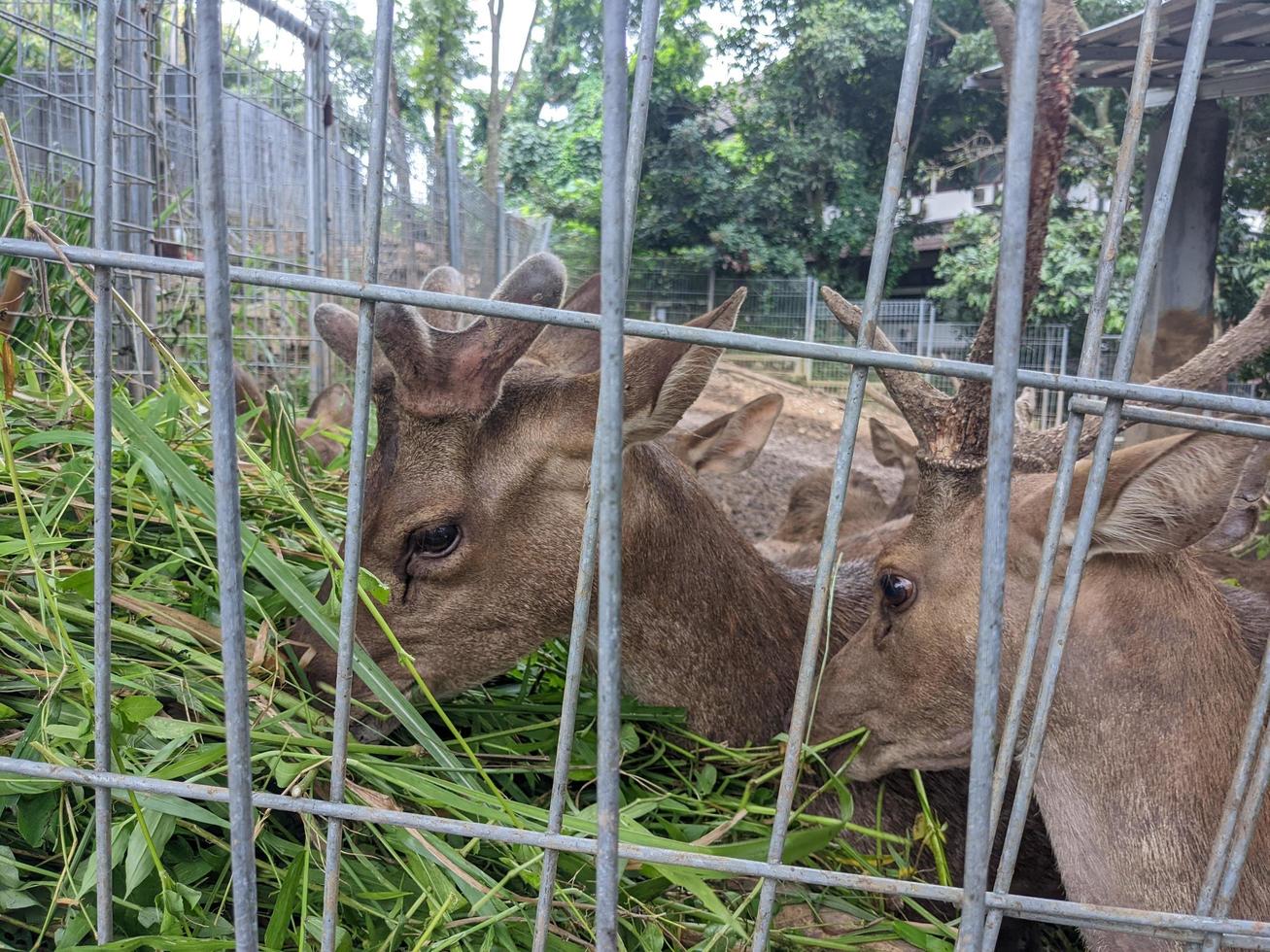 Deer on the mini zoo park, when feeding grass and take water. The photo is suitable to use for nature animal background, zoo poster and advertising.