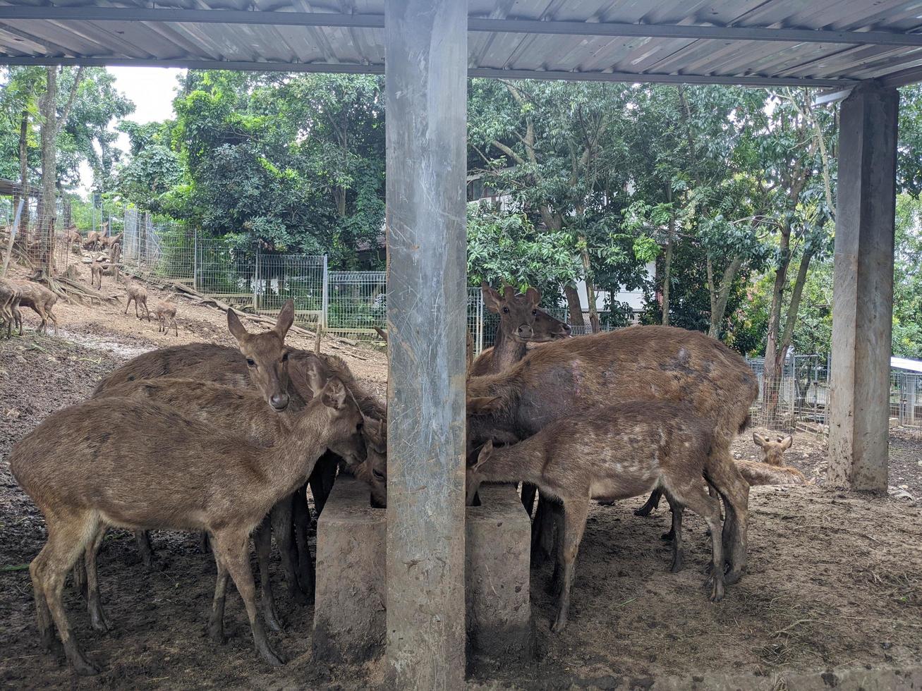 ciervo en el mini zoo parque, cuando alimentación césped y tomar agua. el foto es adecuado a utilizar para naturaleza animal fondo, zoo póster y publicidad.