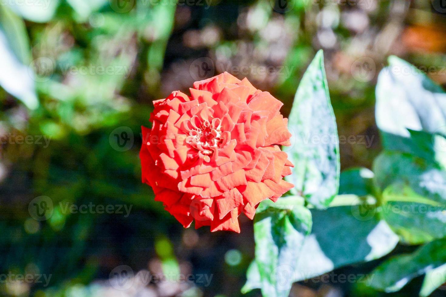 Background with flowers photo