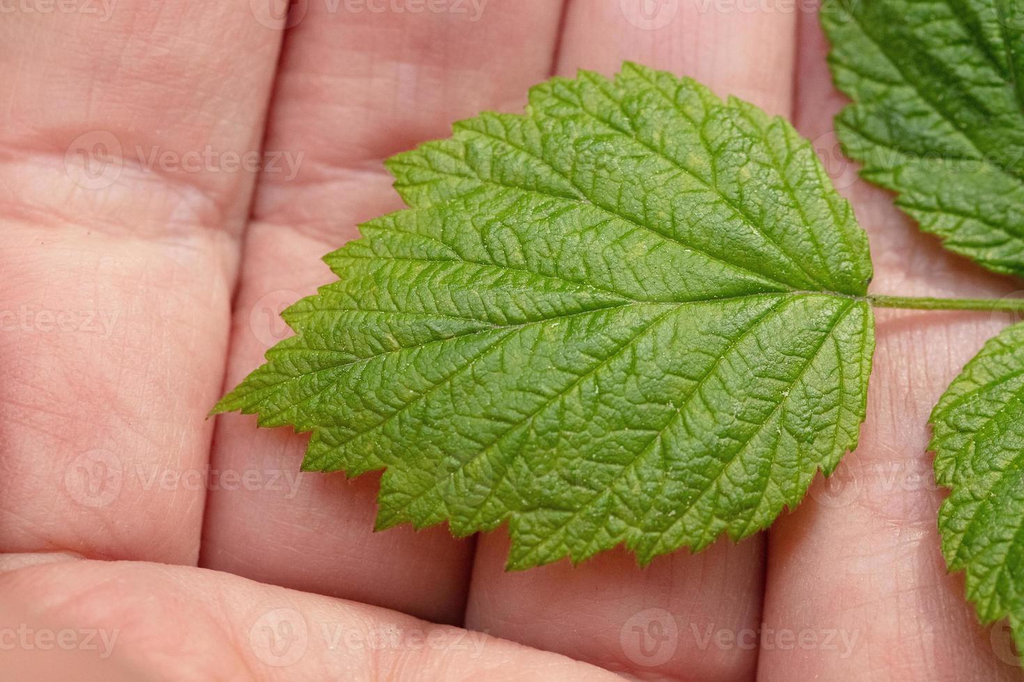 Green leaf in the palm of your hand photo