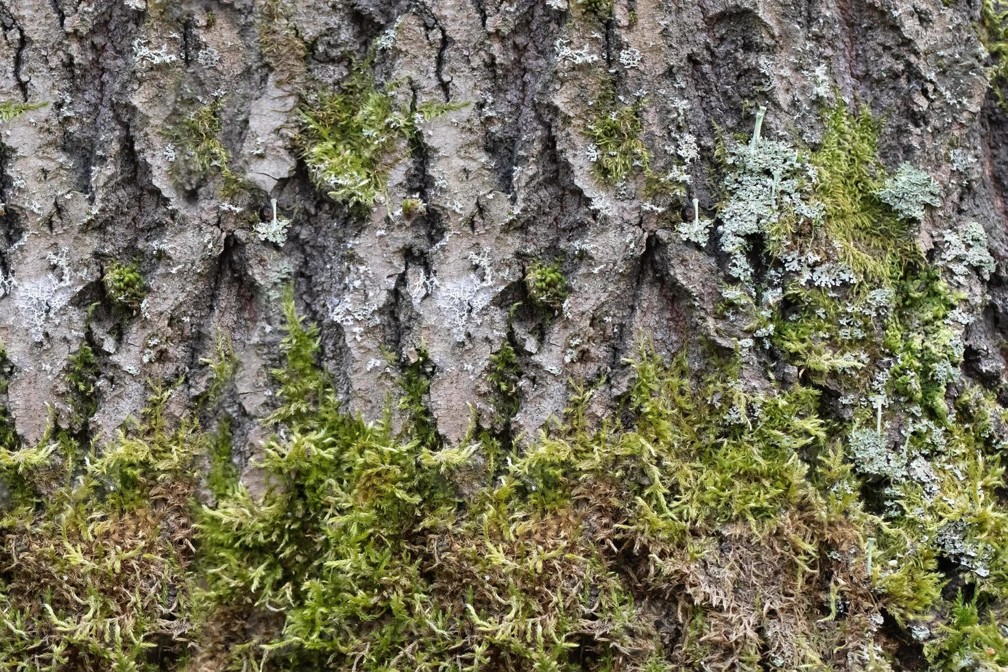 The texture of an old tree that is covered with moss. photo