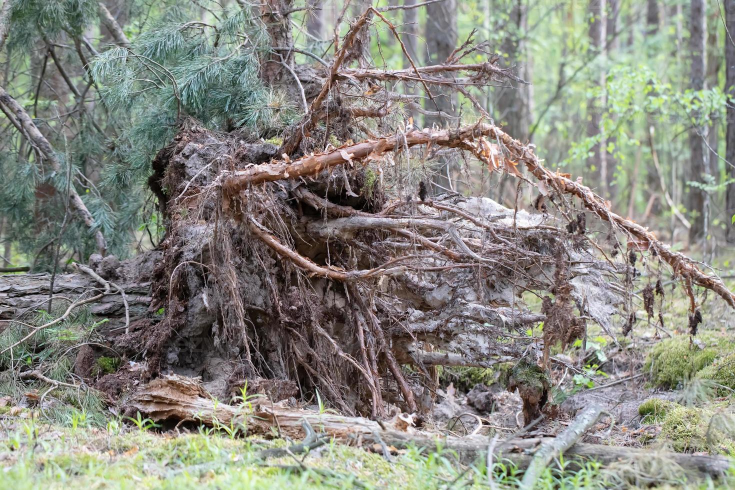 Old fallen tree with roots in the forest. photo