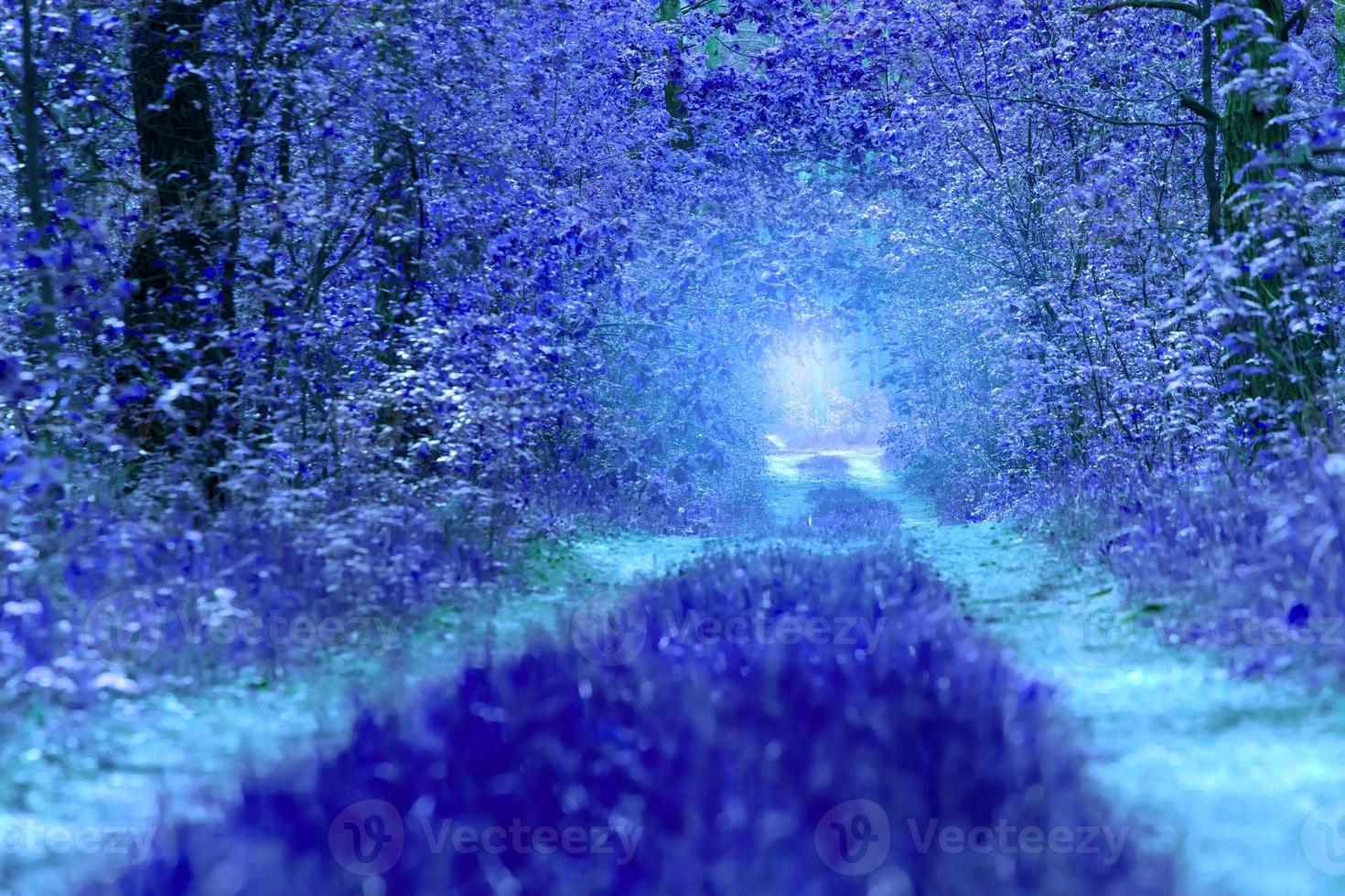 Fairytale blue forest background. photo