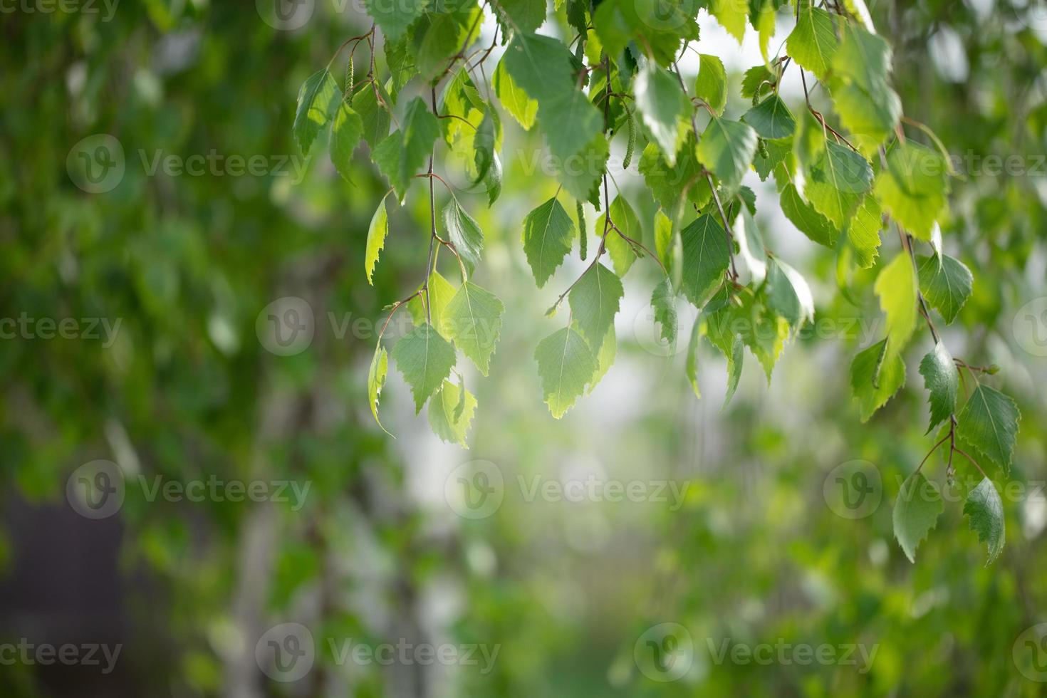 Birch branches with leaves lit by the sun. Green floral background. photo