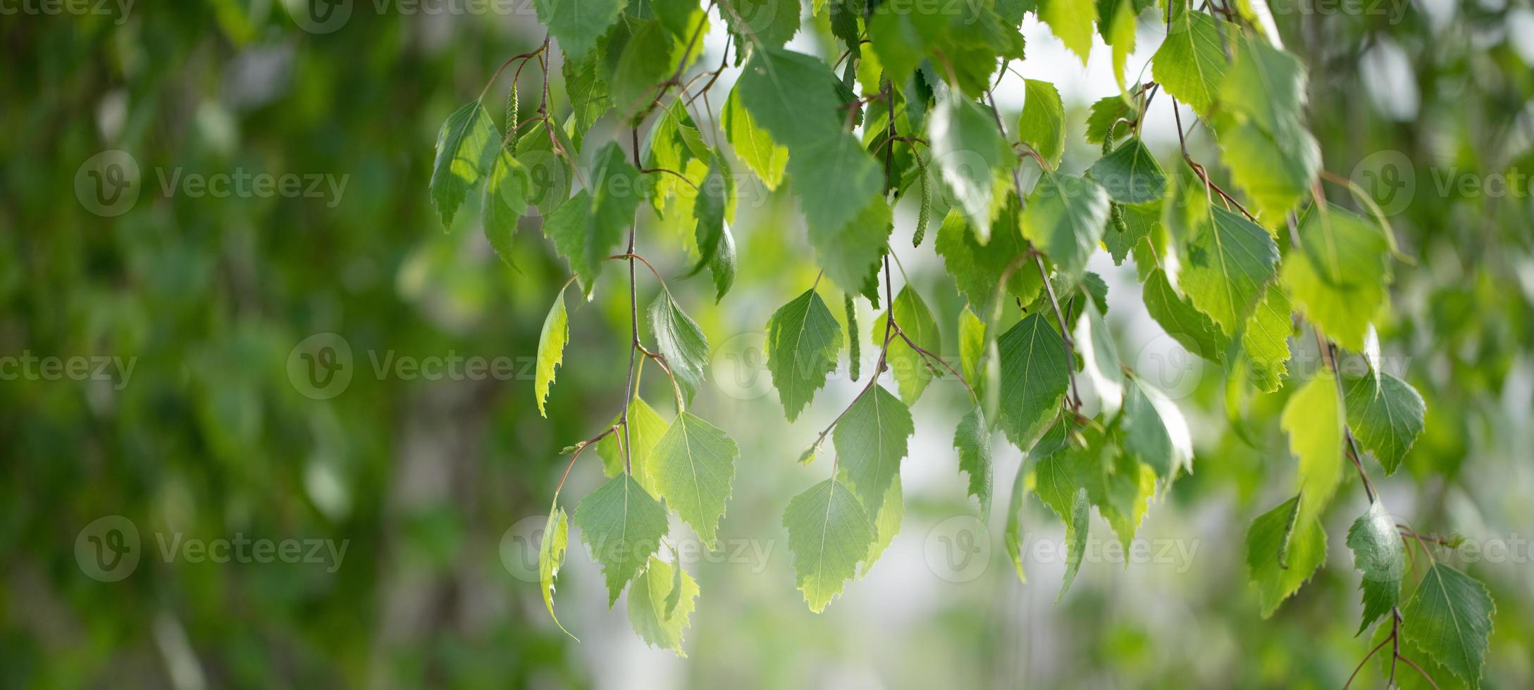 Birch branches with leaves lit by the sun. Banner green floral background. photo