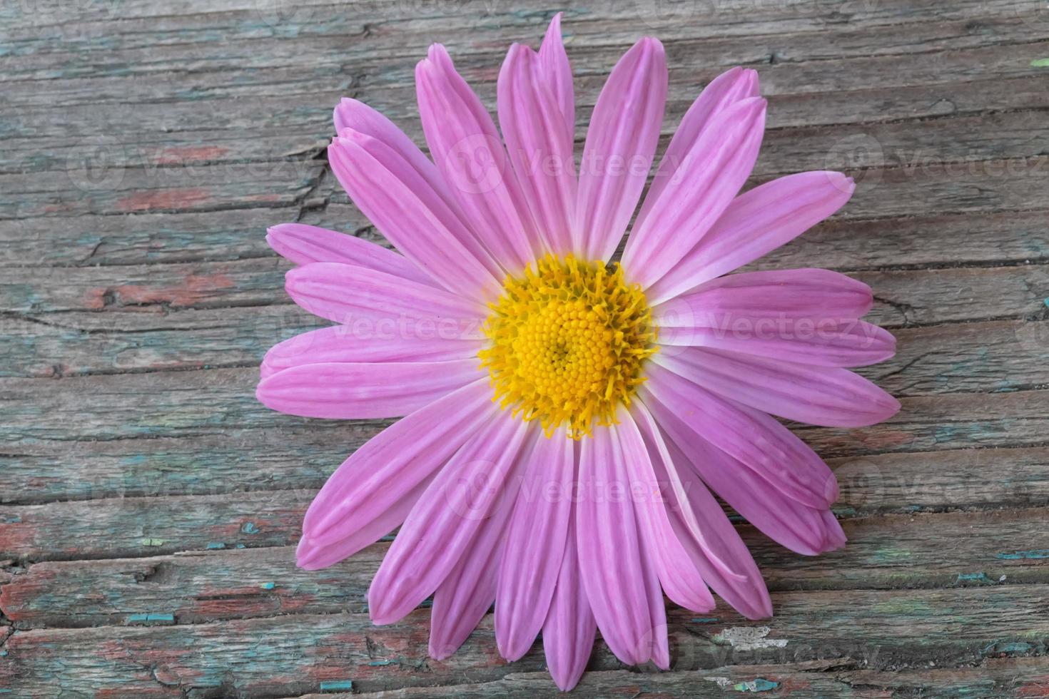 rosado flor en un de madera peladura antecedentes. foto