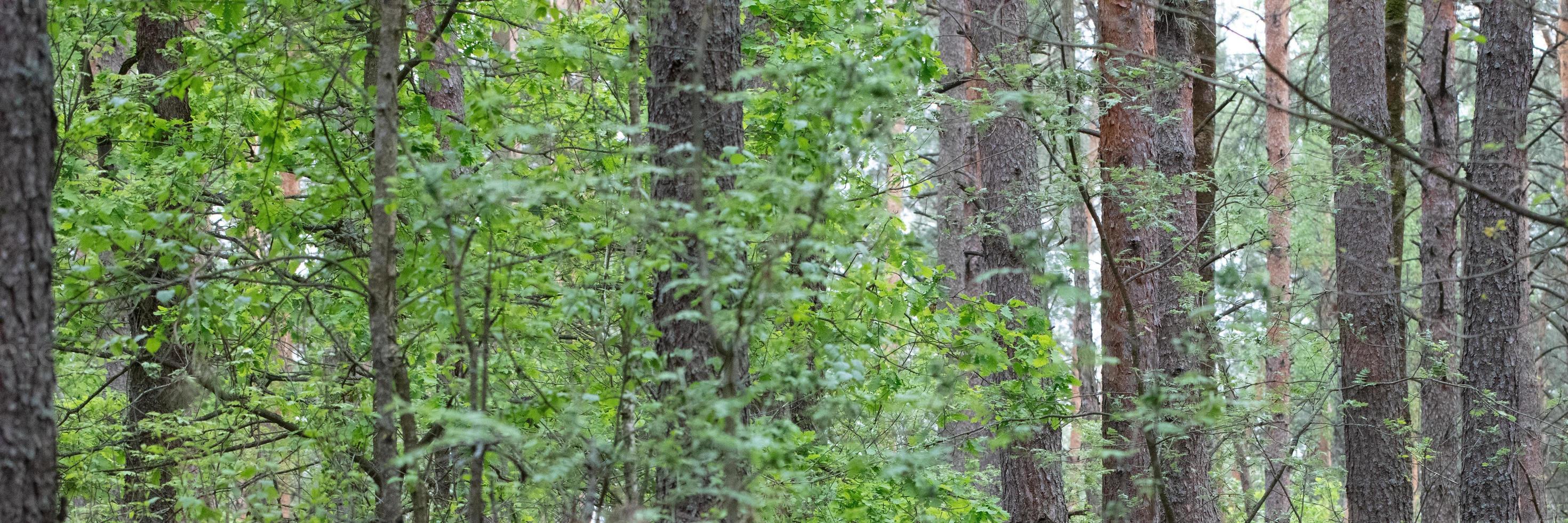 Banner forest deciduous background with tree trunks. photo