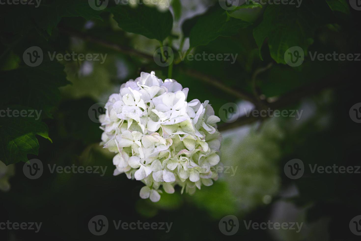 flower of a viburnum bush in close-up against a background of green leaves on a warm spring day photo