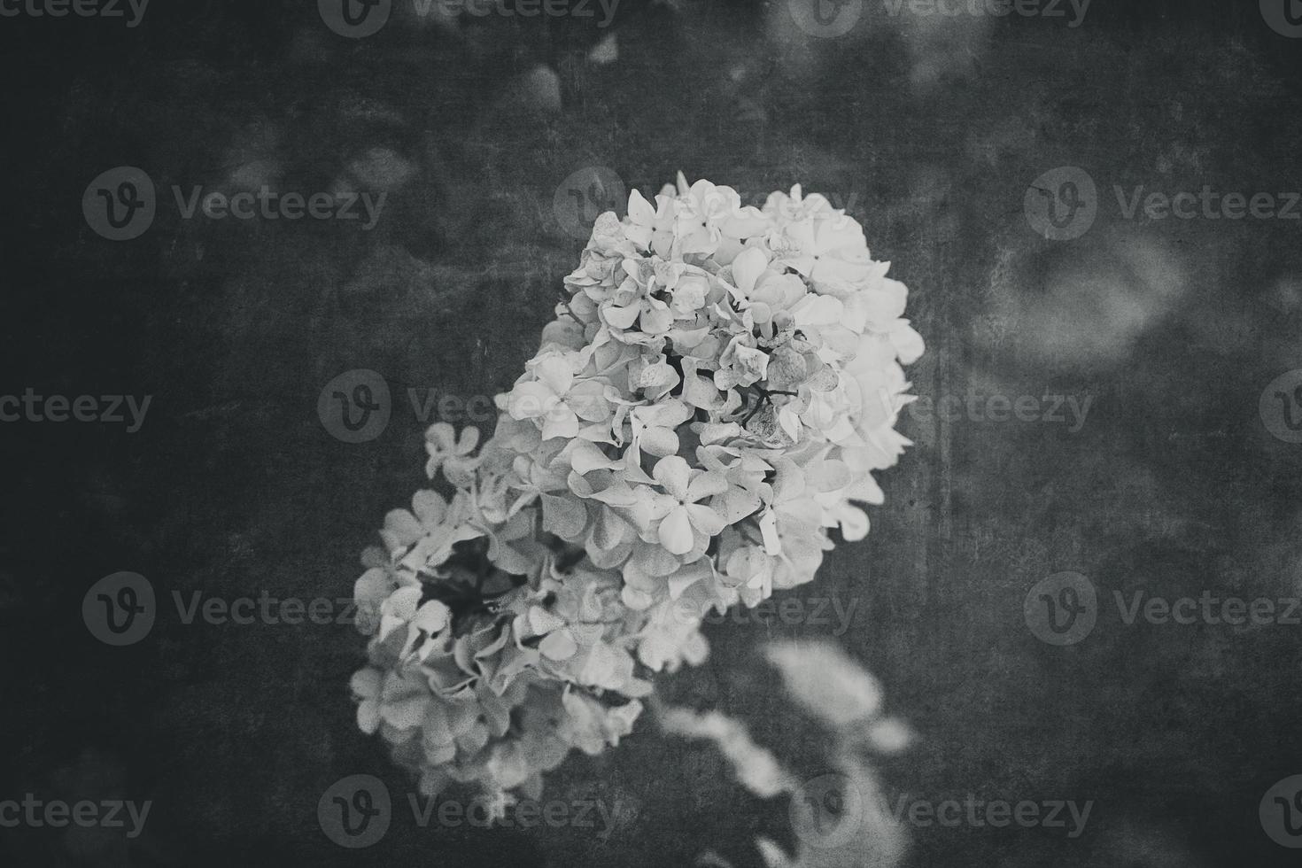 flower of a viburnum bush in close-up against a background of green leaves on a warm spring day photo