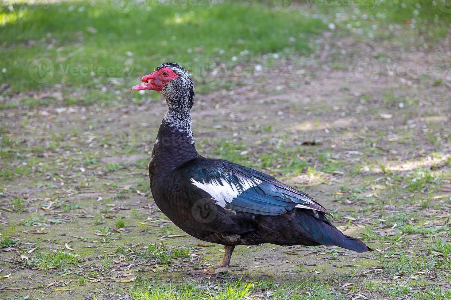 black and white duck on a green background in warm sunshine in the park photo