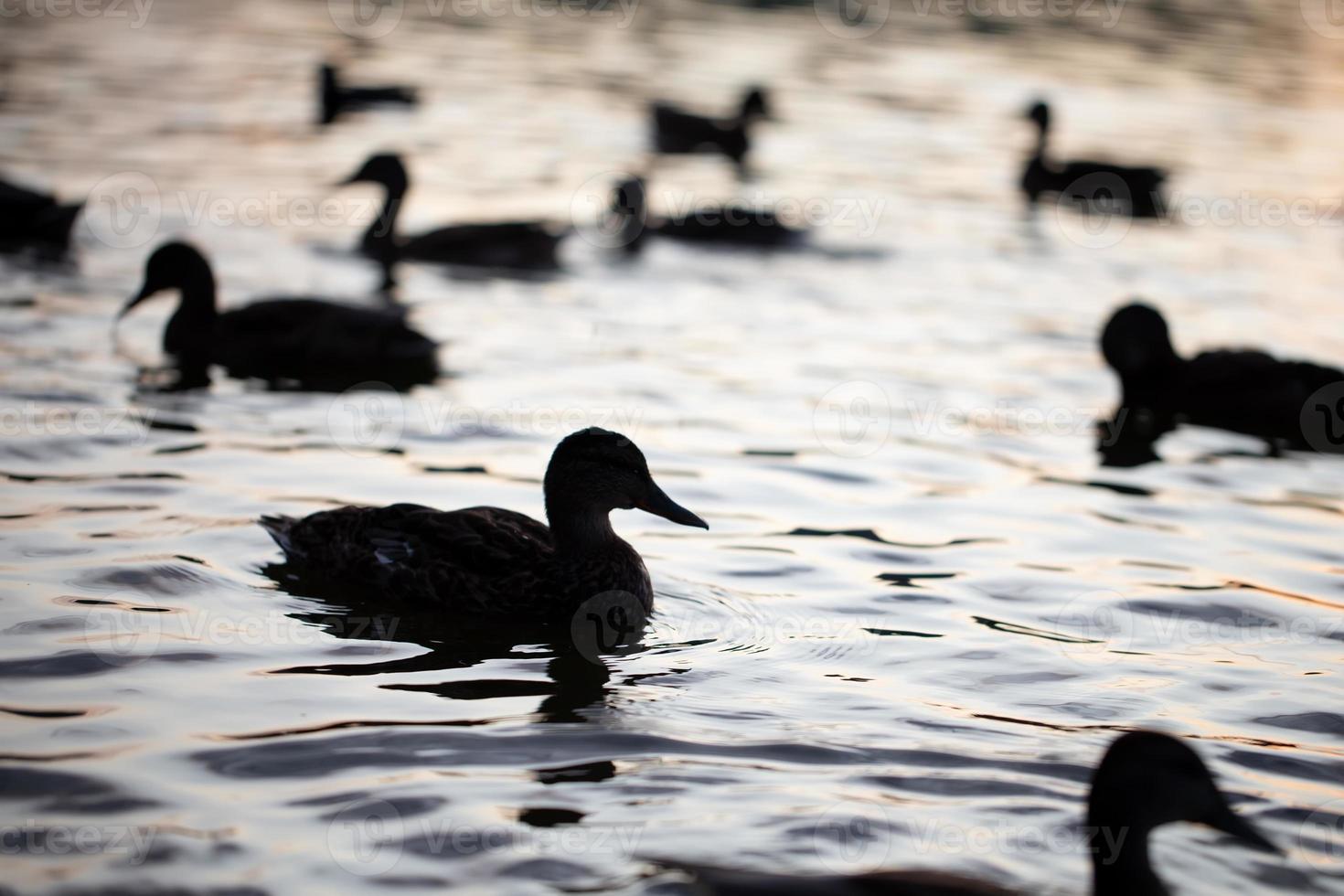 Dark silhouettes of ducks floating in the water. photo